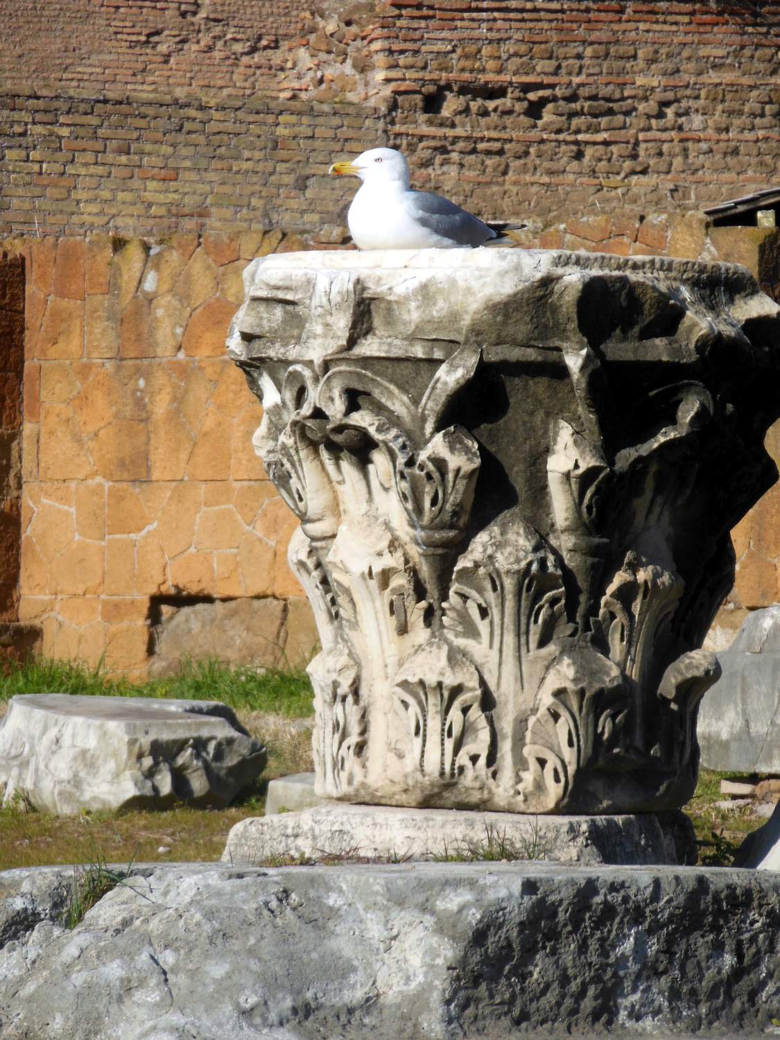 Чайка-хозяйка Римского форума...