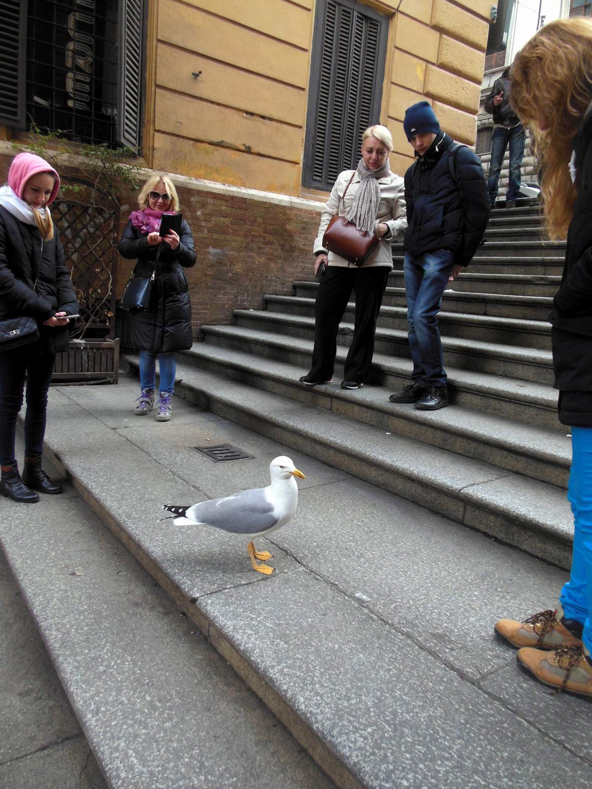 ...А это уже чайка-попрошайка на подступах к Площади Венеции.